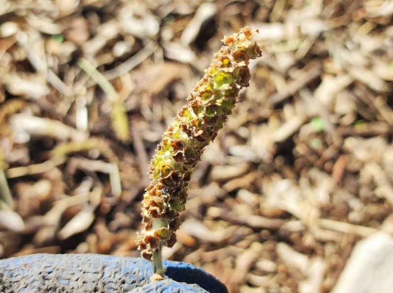 Terminalia macrostachya photo 2