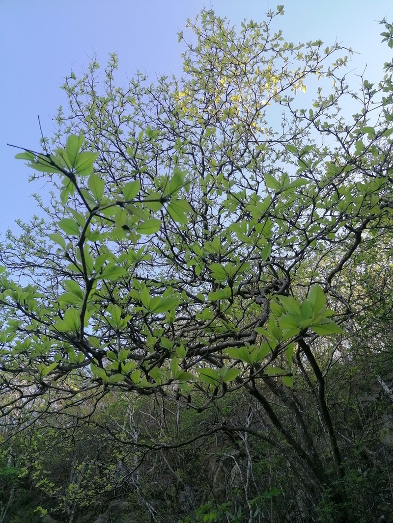 Terminalia macrostachya photo 5