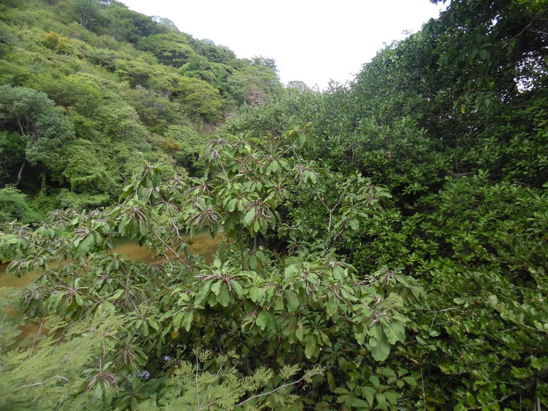 Terminalia macrostachya photo 6