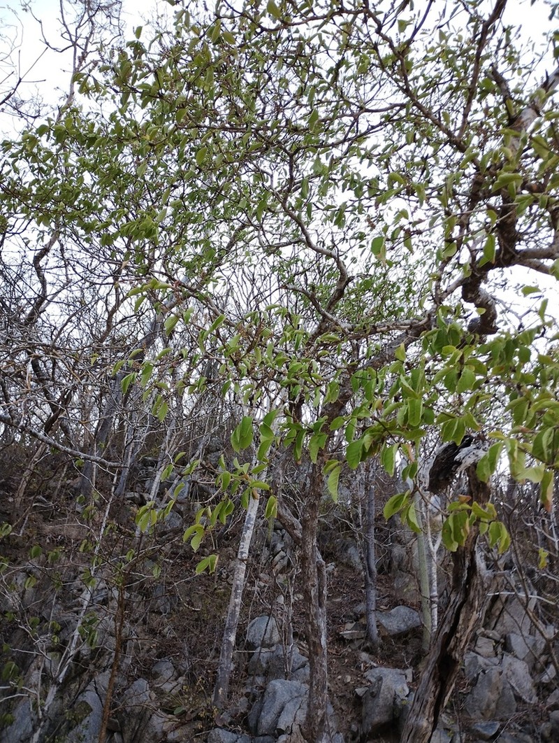 Terminalia macrostachya photo 7