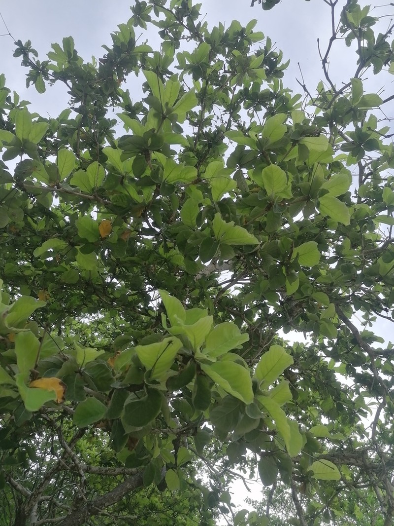 Terminalia macrostachya photo 8