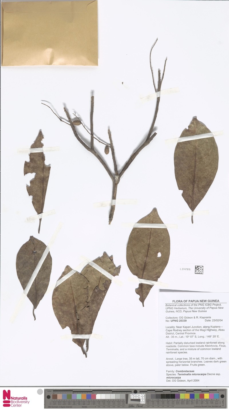 Terminalia microcarpa subsp. microcarpa