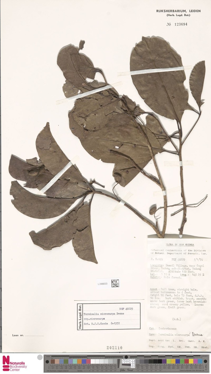 Terminalia microcarpa subsp. microcarpa photo 2