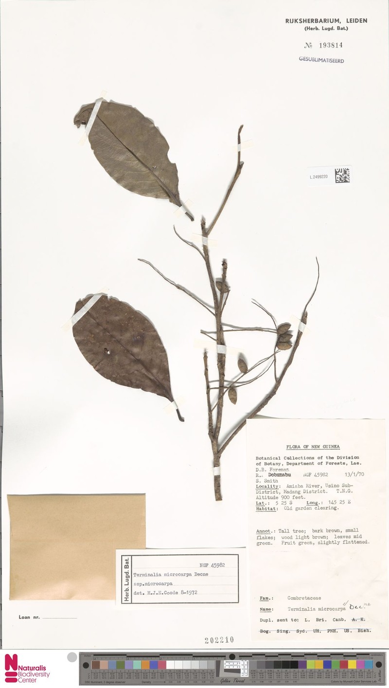 Terminalia microcarpa subsp. microcarpa photo 3