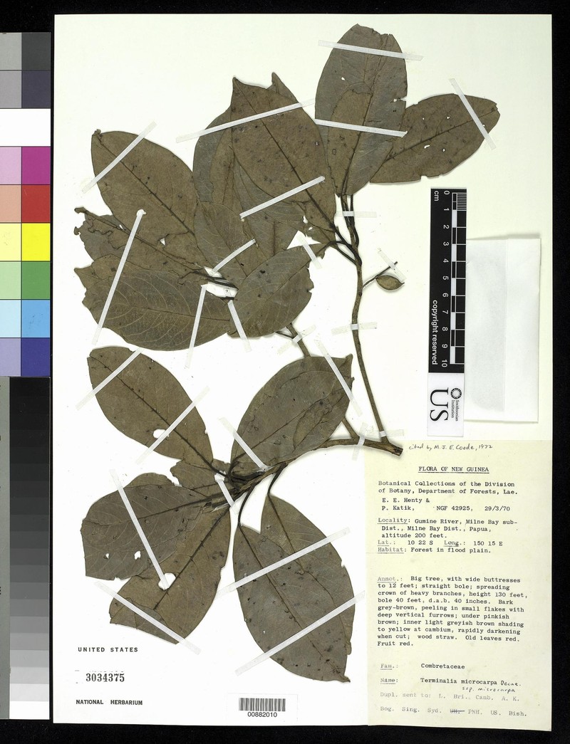 Terminalia microcarpa subsp. microcarpa photo 4