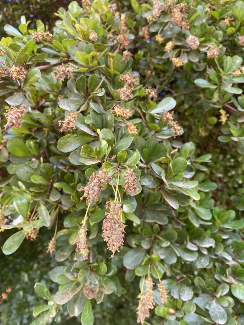 Spiny Bucida photo 3