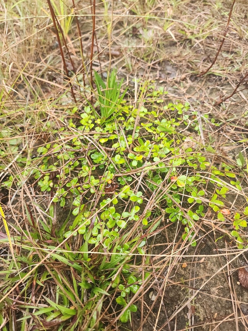 Spiny Bucida photo 5