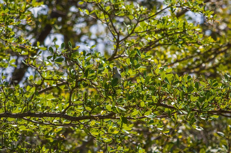 Spiny Bucida photo 8