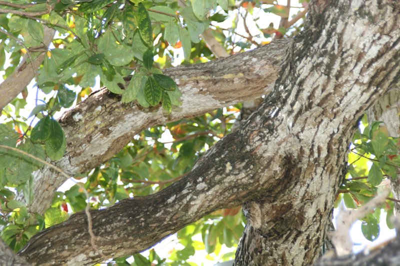 Australian Almond photo 5