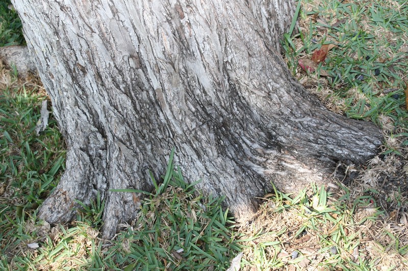 Australian Almond photo 2