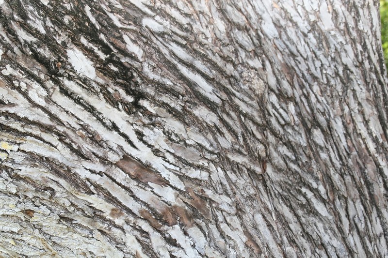 Australian Almond photo 3