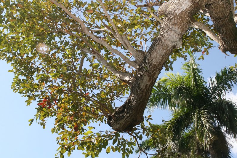 Australian Almond photo 6
