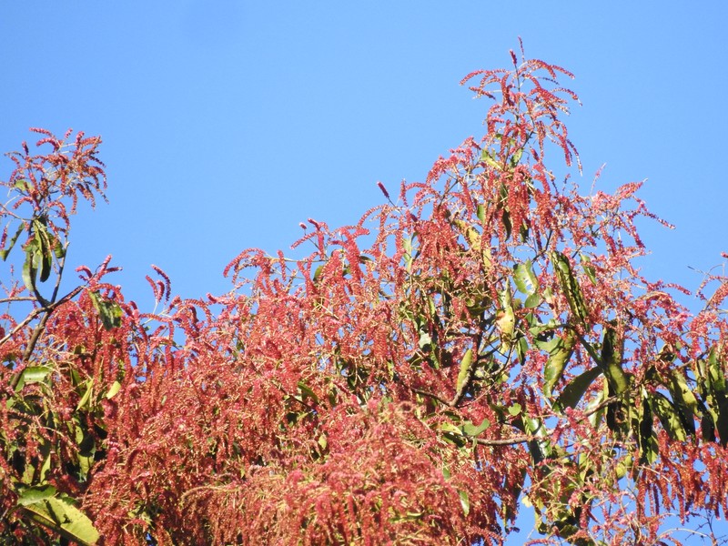 East Indian Almond photo 5