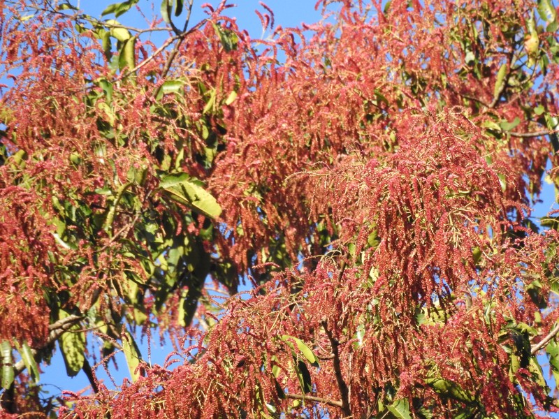 East Indian Almond photo 6