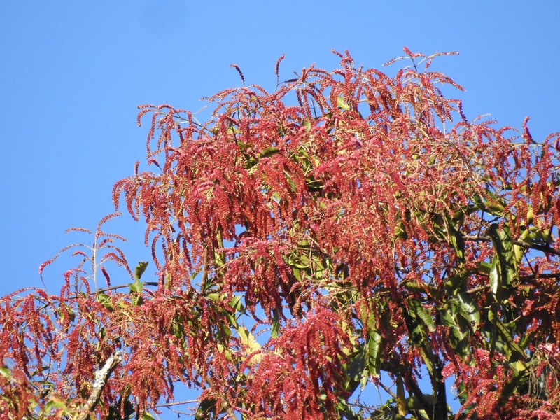 East Indian Almond photo 2