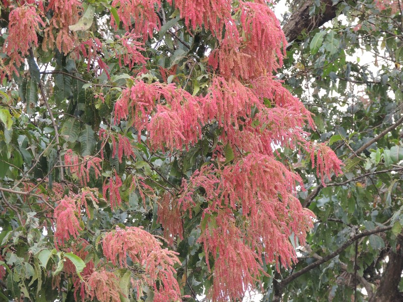 East Indian Almond photo 3
