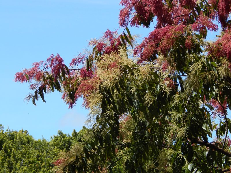 East Indian Almond photo 7