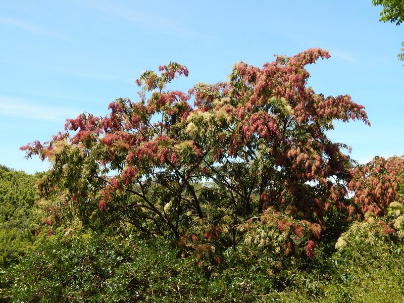 East Indian Almond photo 8