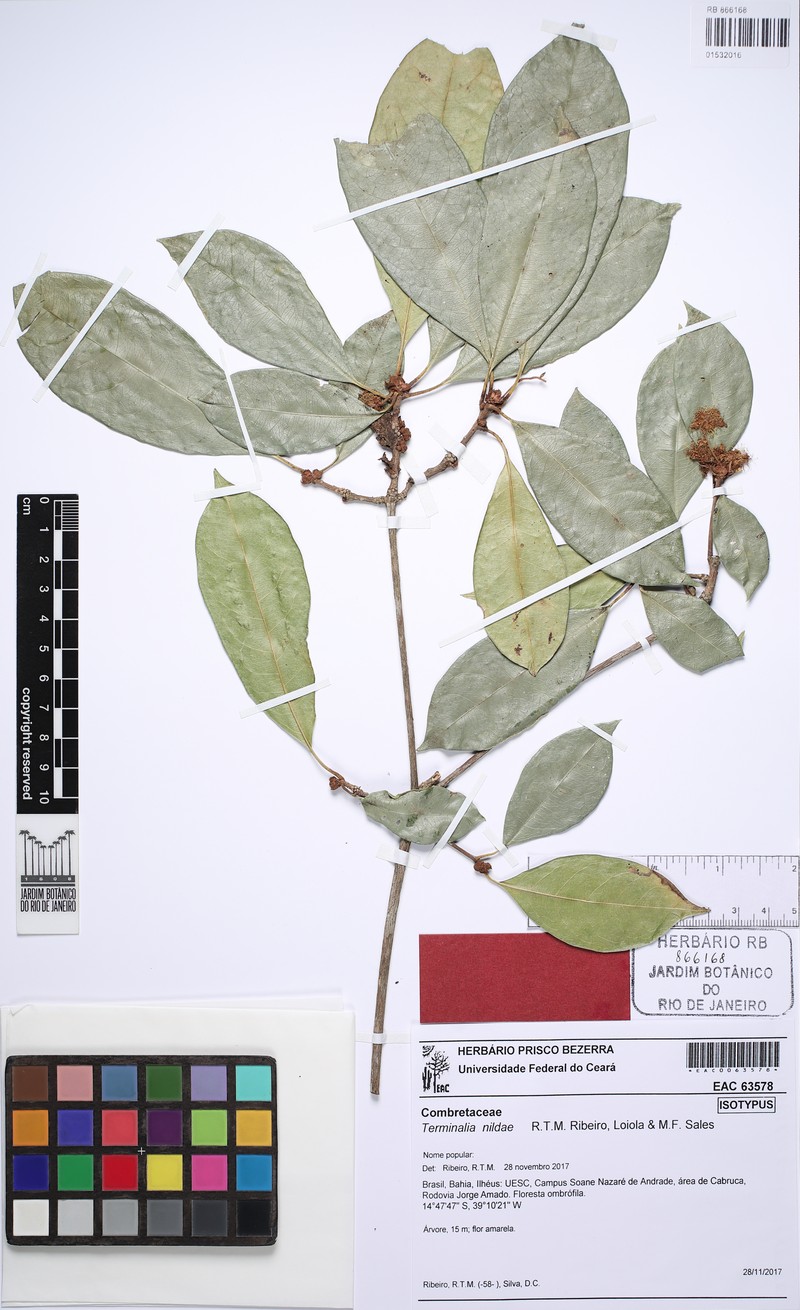 Terminalia nildae