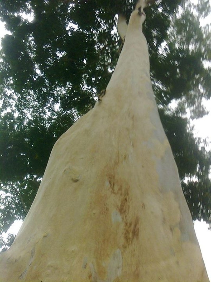 Peruvian Almond photo 2