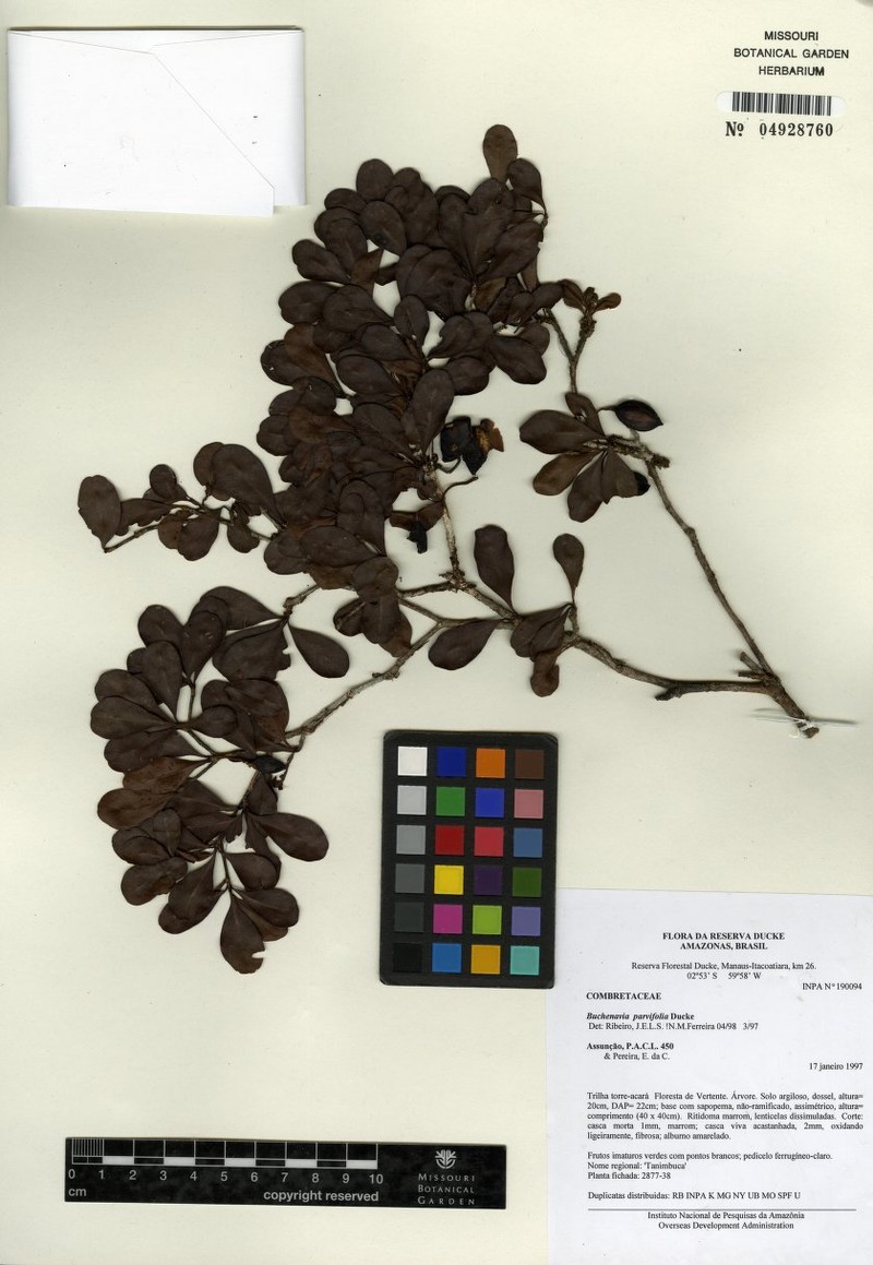 Terminalia parvifolia subsp. parvifolia photo 2