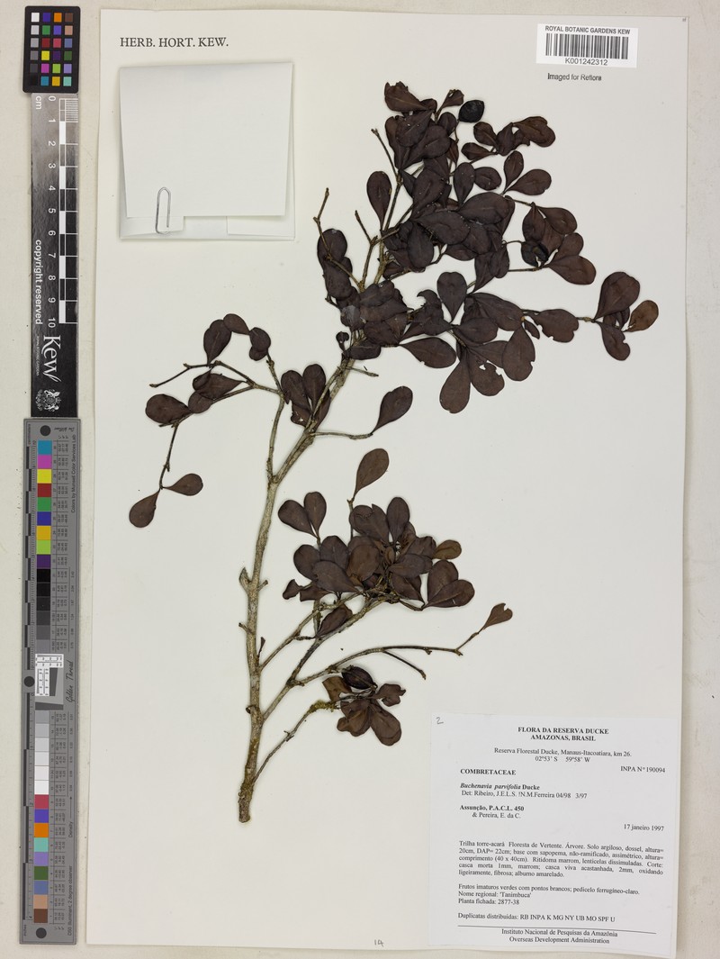 Terminalia parvifolia subsp. parvifolia photo 3