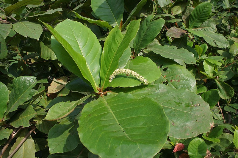 Terminalia samoensis photo 2