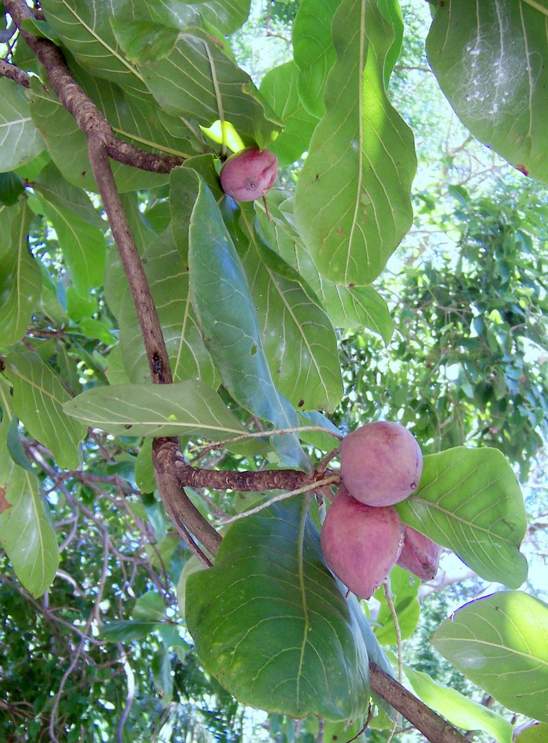 Terminalia samoensis