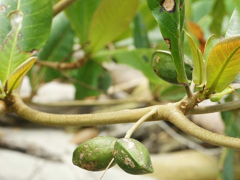 Terminalia samoensis photo 3