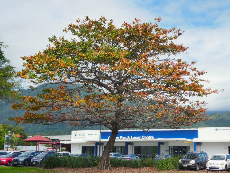 Terminalia samoensis photo 4