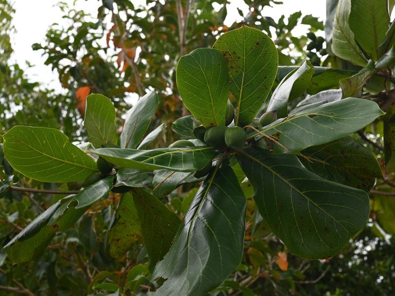 Terminalia samoensis photo 6