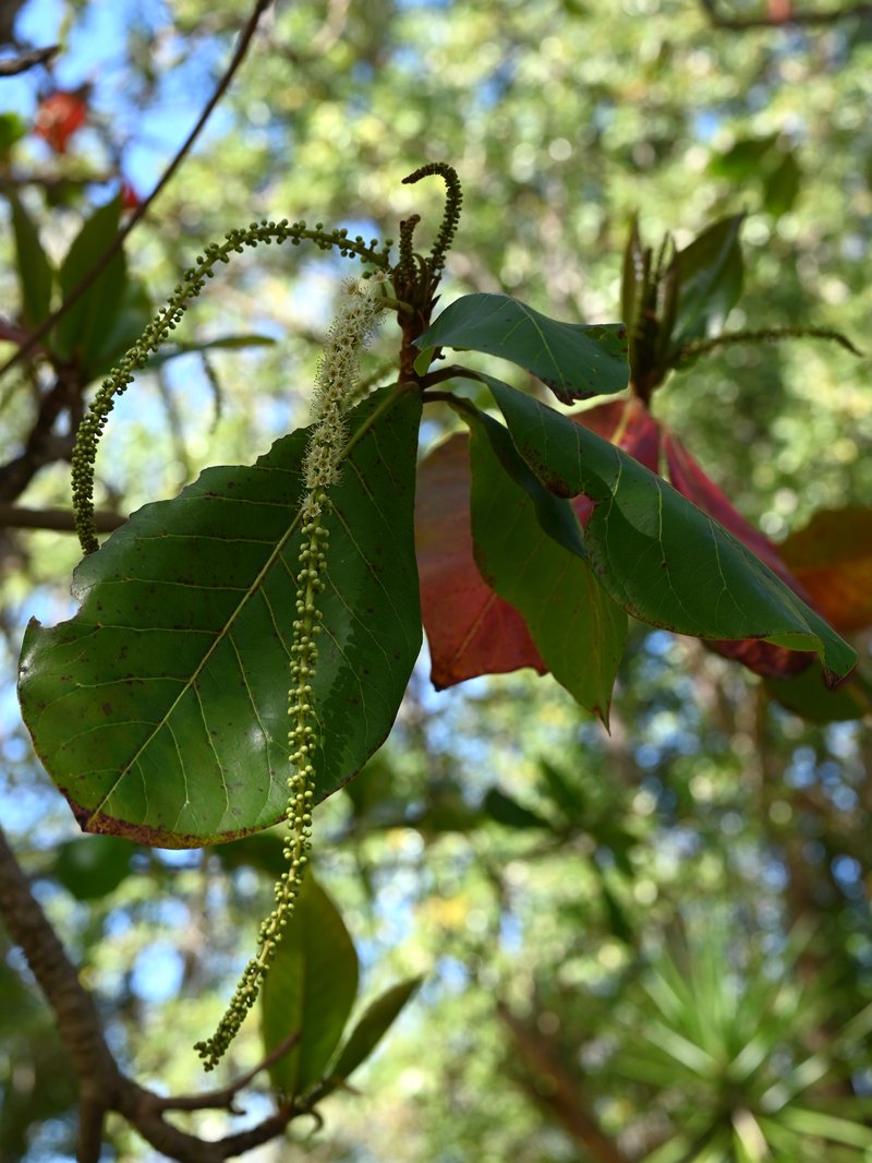 Terminalia samoensis photo 7