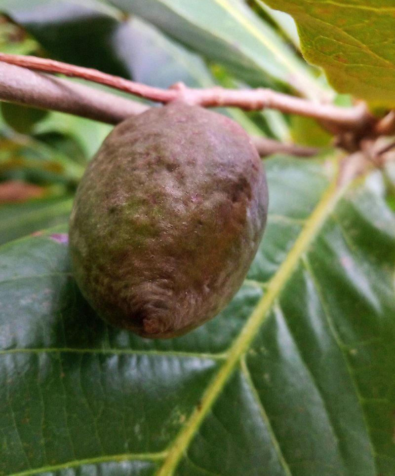 Terminalia samoensis photo 8