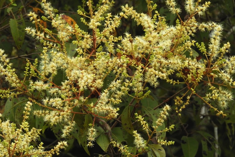 Terminalia santisukiana