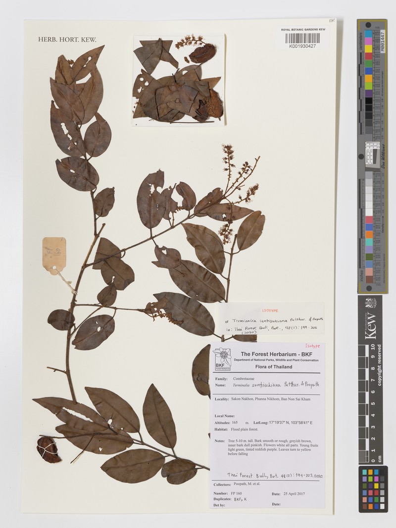 Terminalia santisukiana photo 2