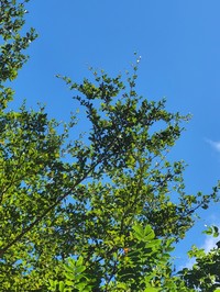 Fourleaf Buchenavia