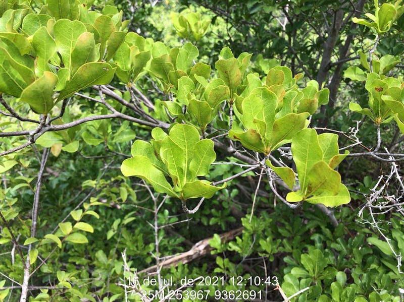 Fourleaf Buchenavia photo 2
