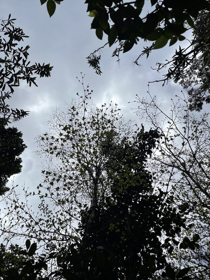 Fourleaf Buchenavia photo 3