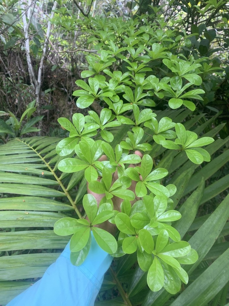 Fourleaf Buchenavia photo 4