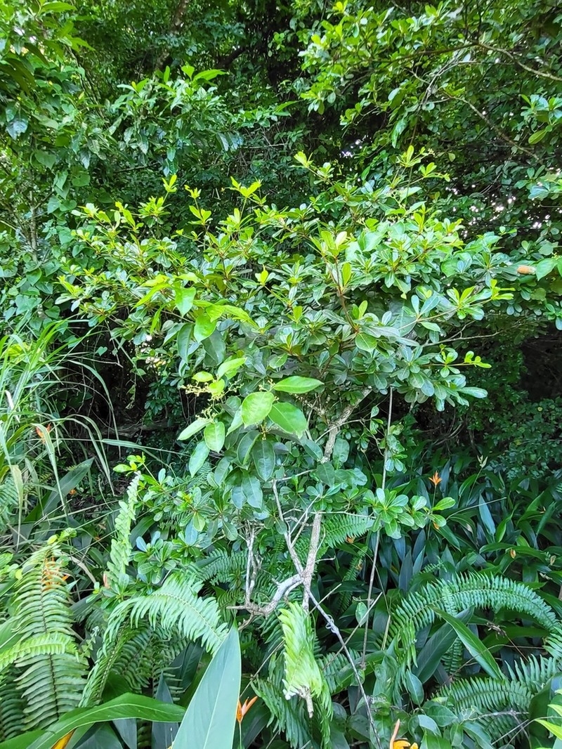 Fourleaf Buchenavia photo 5
