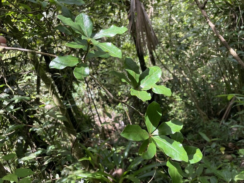 Fourleaf Buchenavia photo 6