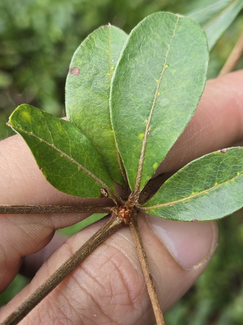 Fourleaf Buchenavia photo 8