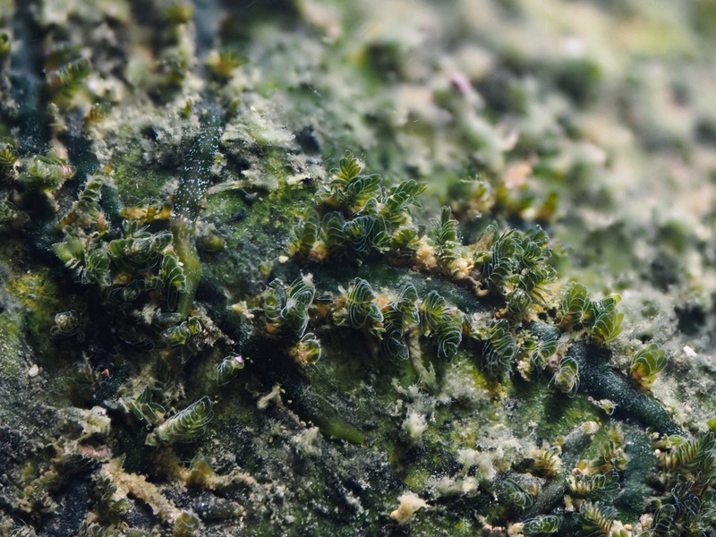 Terniopsis daoyinensis