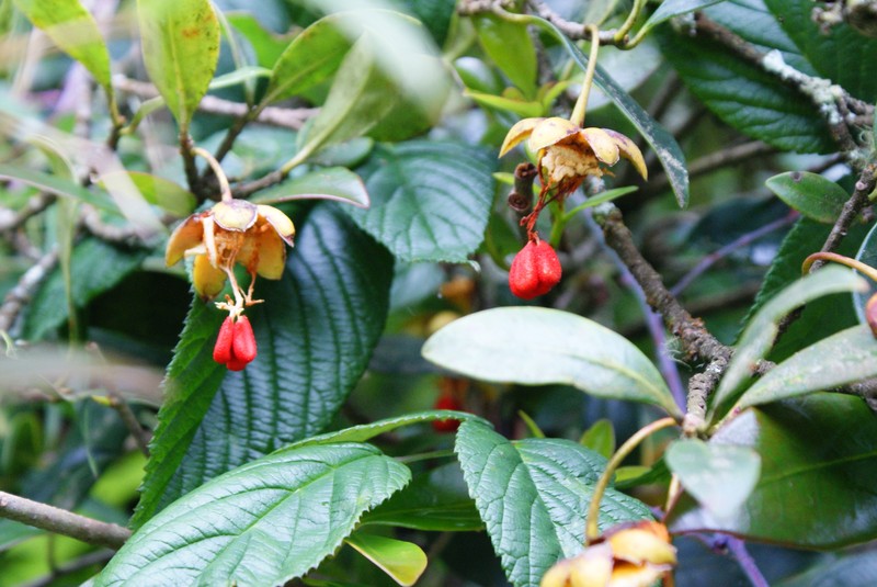 Ternstroemia acajetensis