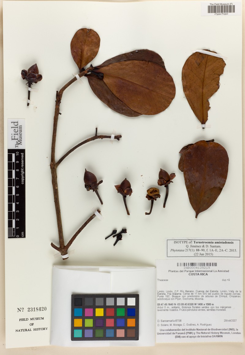 Ternstroemia amistadensis