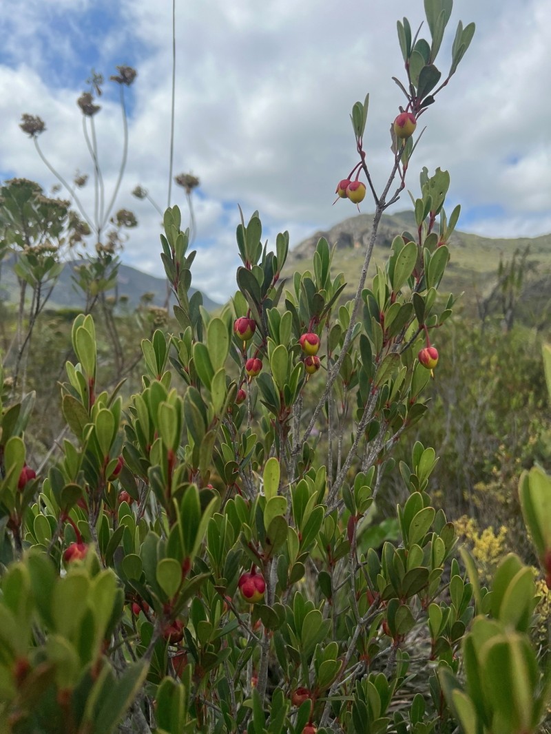 Ternstroemia bahiensis