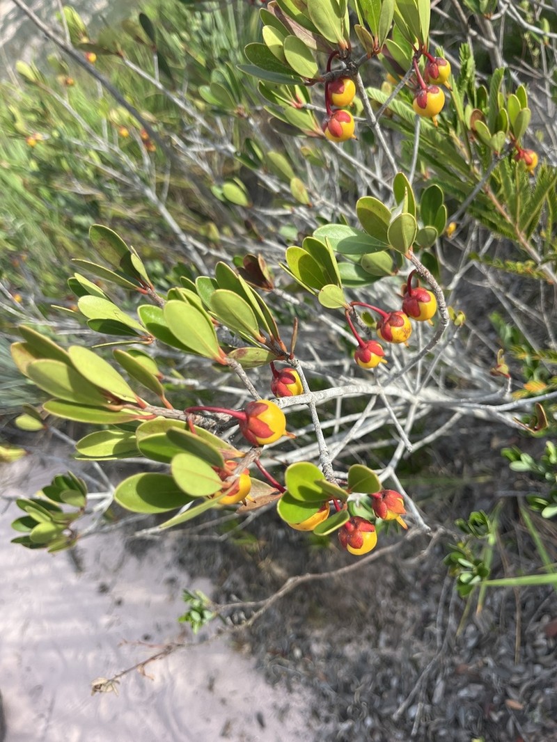 Ternstroemia bahiensis photo 2
