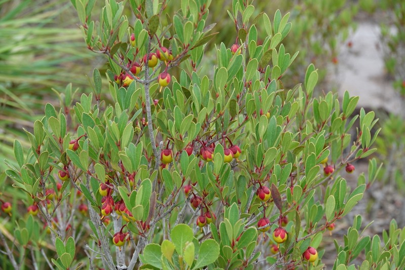 Ternstroemia bahiensis photo 3