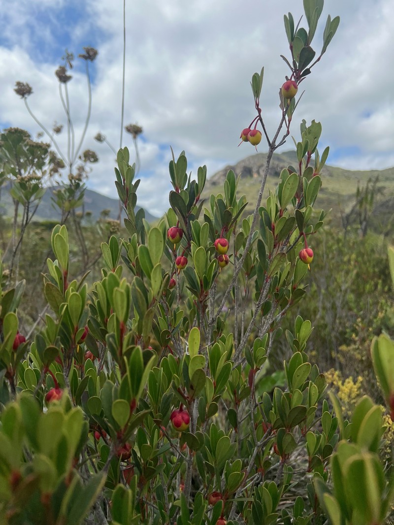 Ternstroemia bahiensis photo 4