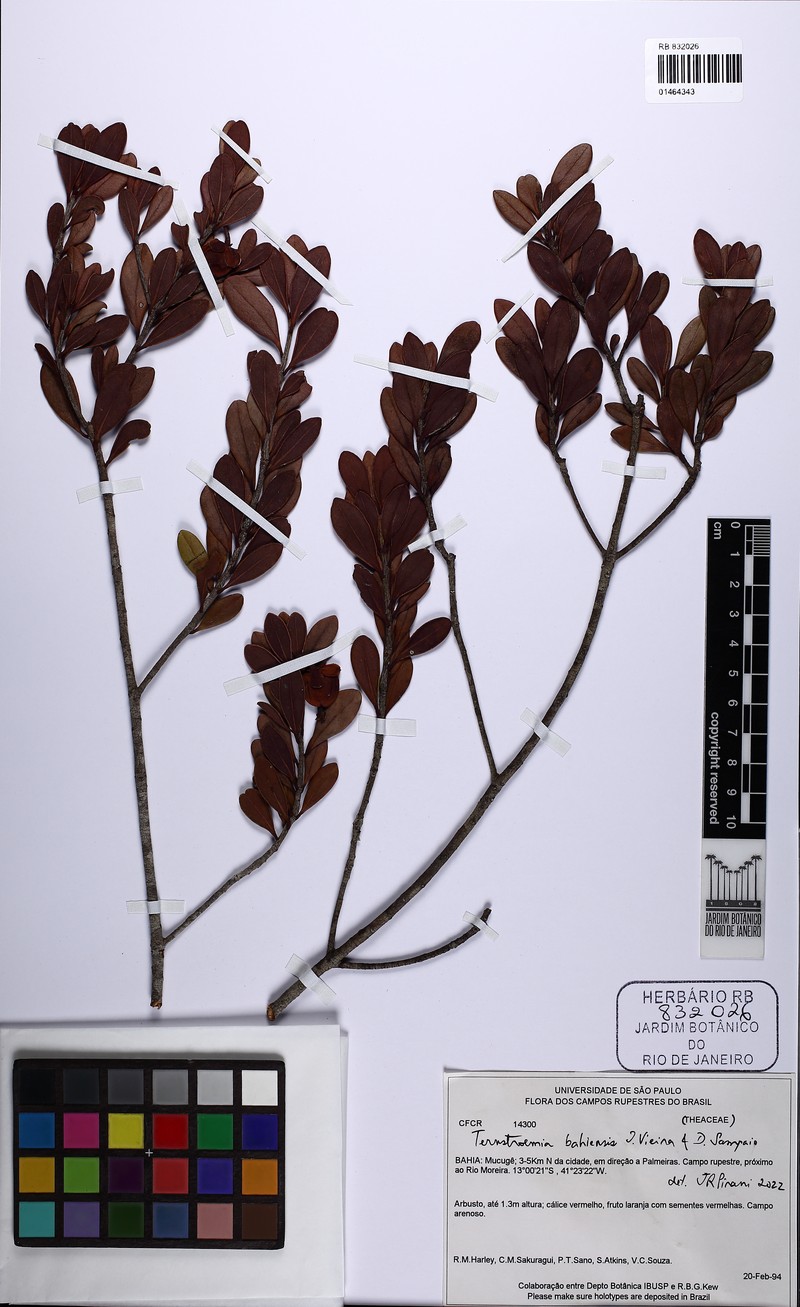 Ternstroemia bahiensis photo 5